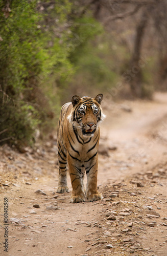 Tiger cub on the road of Ranthambore Tiger Reserve