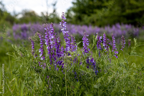 field of wild purple flowers in the lush summer grass