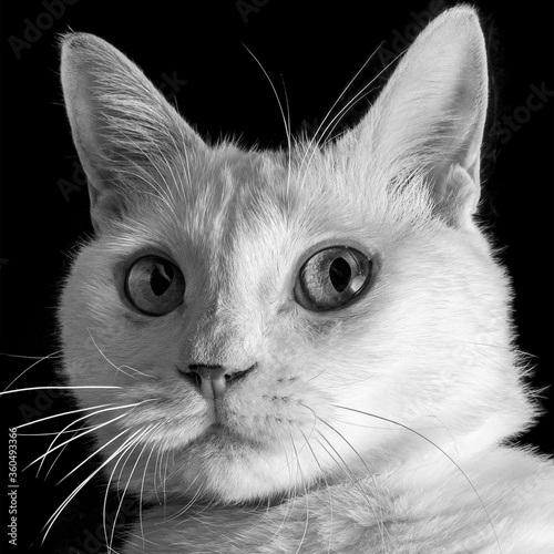斜め顔の白猫のポートレート、モノクロ写真