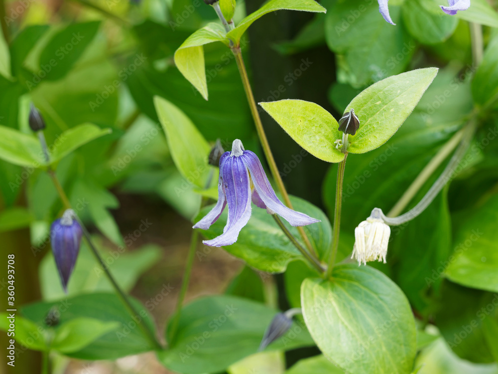 Clematis integrifolia | Clématite à feuilles entières ou clématite arabella aux petites fleurs bleues à étamines blanc crème en forme de cloche Clematis integrifolia | Clématite à feuilles entières ou clématite arabella aux petites fleurs bleues à étamines blanc crème en forme de cloche