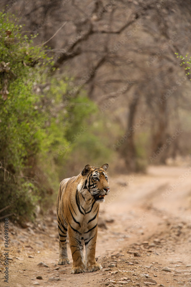 Tigress T60 cub on the road at Ranthambore Tiger Reserve