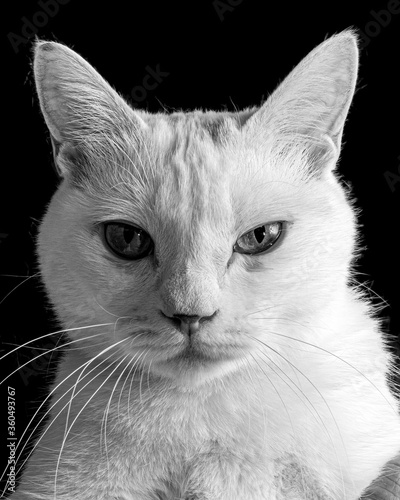 ぶぜんとした睨む白猫のポートレート、モノクロ写真
