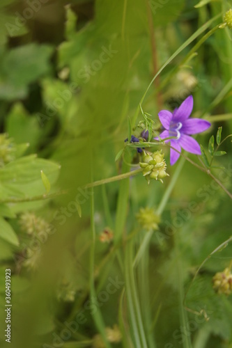 Purple flower in the grass