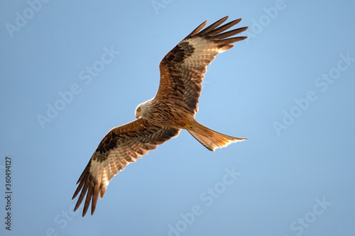 Red kite  Milvus milvus  in flight in clear blue sky  a bird of prey in the family Accipitridae  Rhineland  Germany