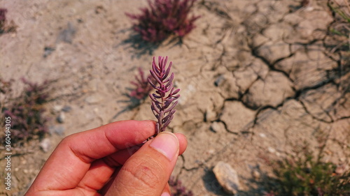 Suaeda maritima herd food coast plant photo