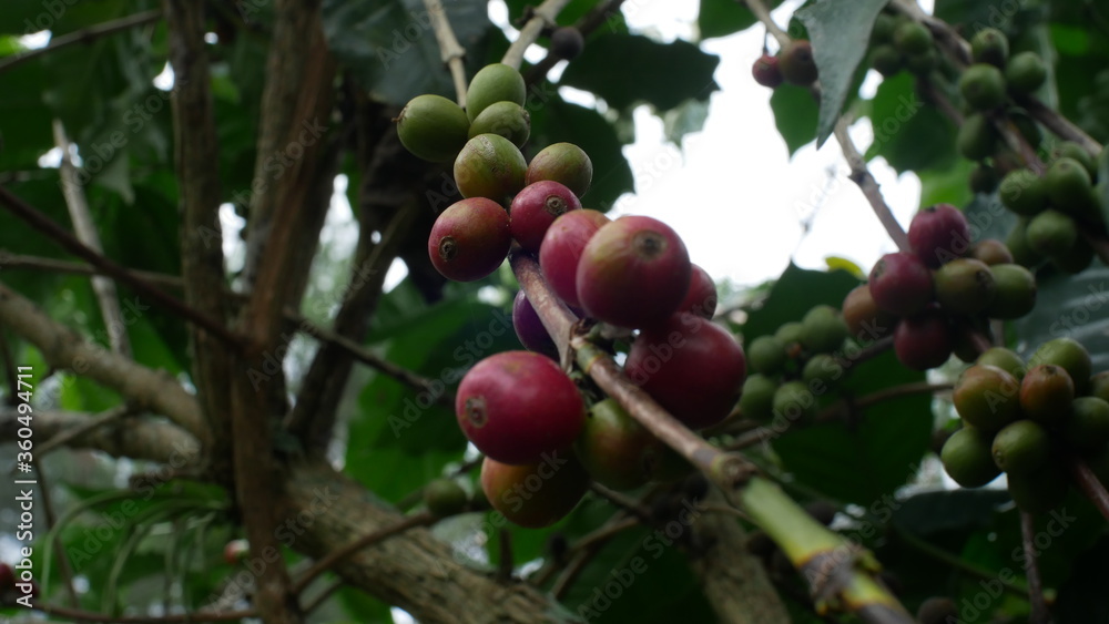Photo of coffee plant good for background etc Photo of coffee plant good for background etc