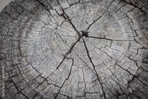 cross section of the tree. wooden background with cracks. Old tree stump. stump of tree felled - section of the trunk with annual rings.