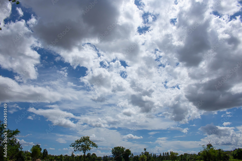 Tree on color background with blue sky. Green fields. Tree on color background with blue sky. Green fields.