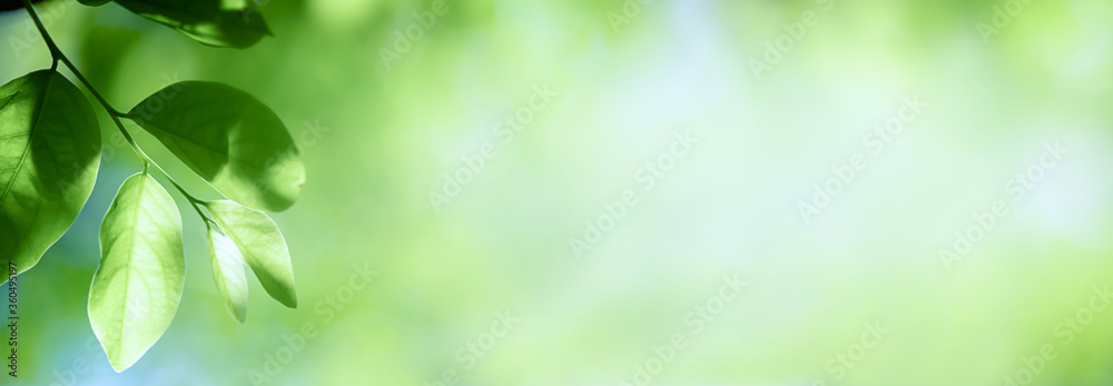 Green leaf nature on blurred greenery background. Beautiful leaf texture in sunlight. Natural background. close-up of macro with copy space for text. Green leaf nature on blurred greenery background. Beautiful leaf texture in sunlight. Natural background. close-up of macro with copy space for text.