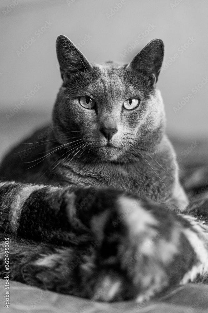 Portrait of an elegant slender Russian Blue Cat. Black and white photo,