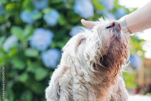 Happy dog caressed by pet owner with flowered backgroung light white green blue grand griffon vendéen breeds hunting friend hortensia hydrangea