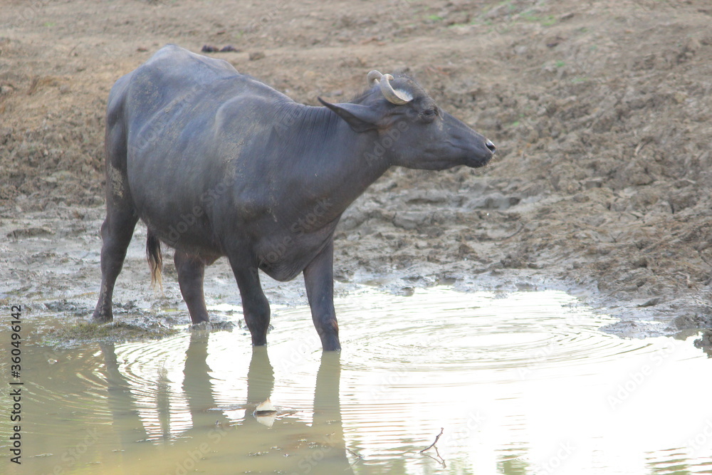 Black Murrah buffalo in mud and water pond background Image Black Murrah buffalo in mud and water pond background Image