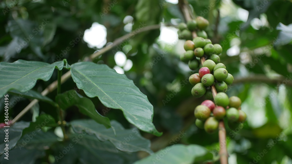 Photo of coffee plant good for background etc Photo of coffee plant good for background etc