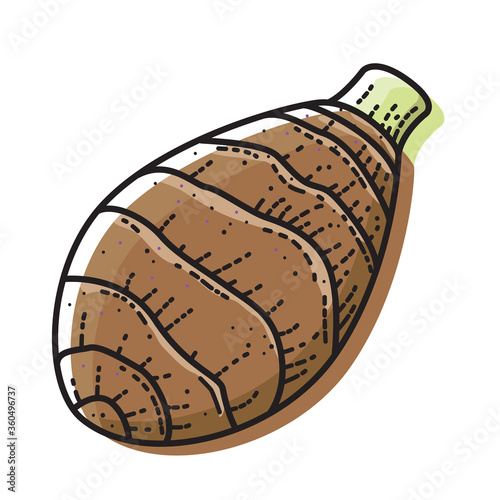 Taro isolated on white background. Vector illustration of vegetable