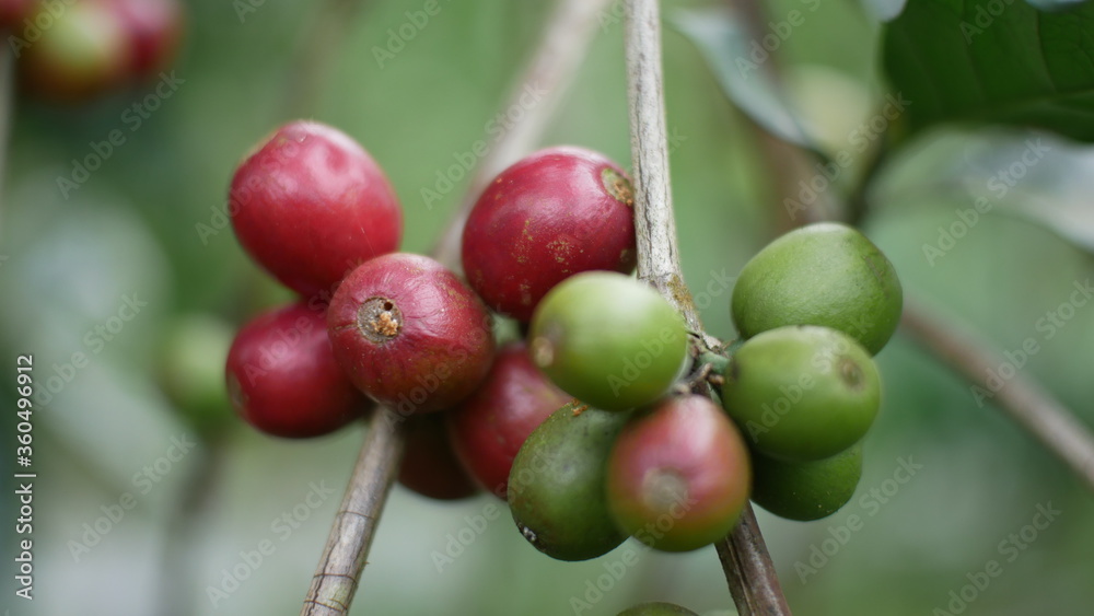 Photo of coffee plant good for background etc Photo of coffee plant good for background etc