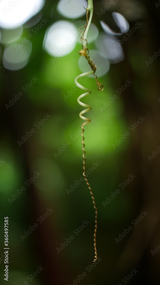 Photo of chayote plant good for background etc Photo of chayote plant good for background etc