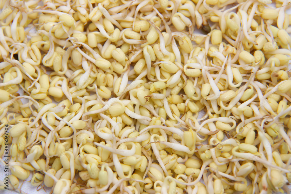 pattern of sprouts ready to eat. sprouts for food flavoring pattern of sprouts ready to eat. sprouts for food flavoring