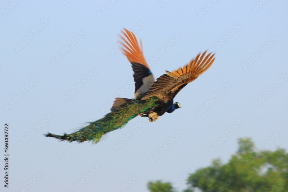 Fototapeta premium A big Young peacock flying in small village in India 
