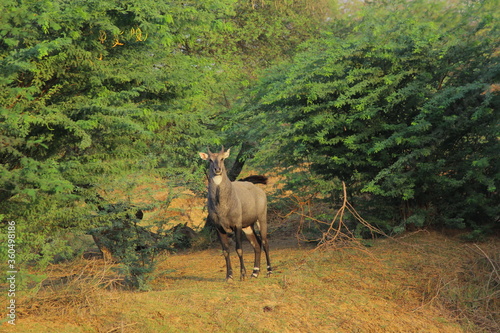 Young Nilgai ( Blue bull) standing in forest in India 