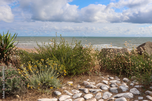 Graminées le long de la mer