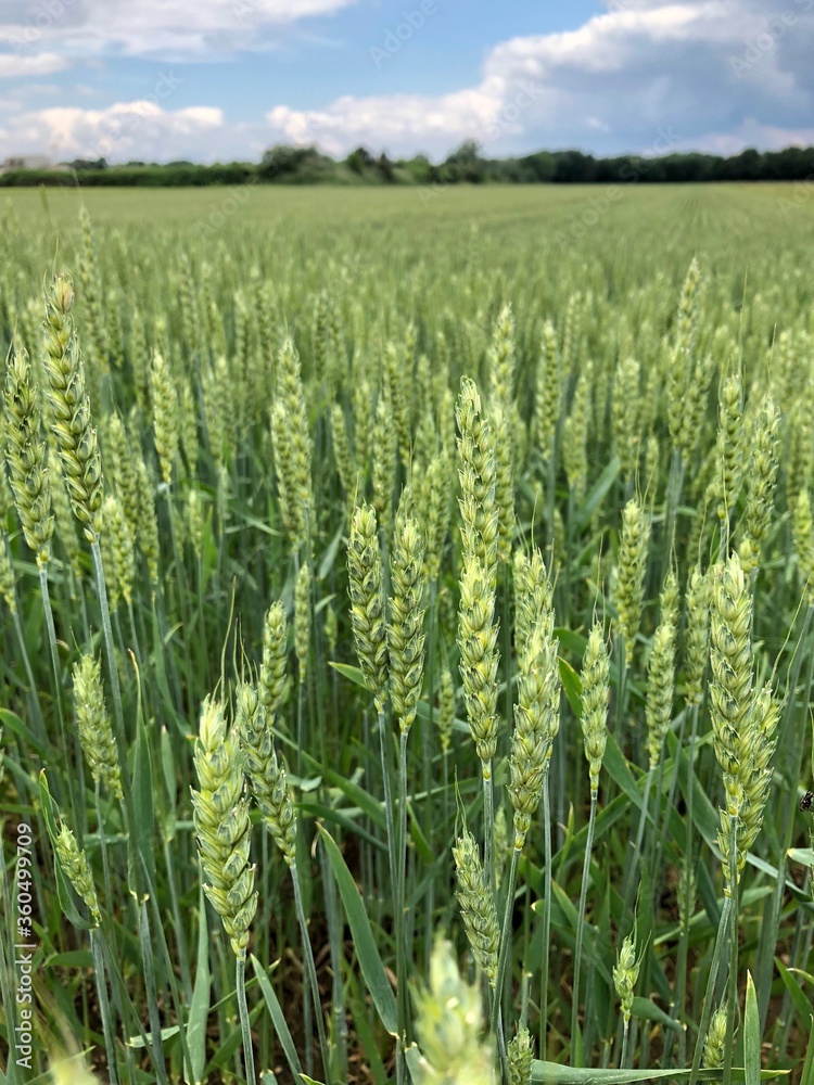 Weizenfeld im Frühling bei bewölktem Himmel Weizenfeld im Frühling bei bewölktem Himmel