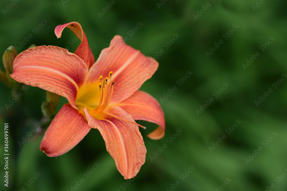 An orange day lily glows brightly against a green background in summer An orange day lily glows brightly against a green background in summer
