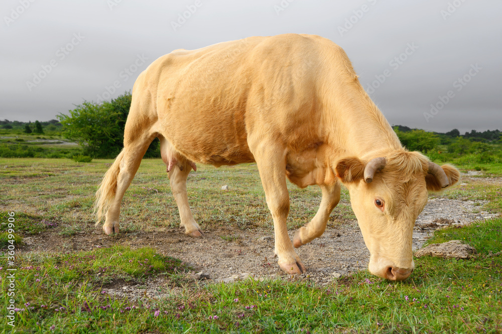 Cows grazing fresh green grass on the field. Farm. Animals graze on a meadow. Cows on pasture. Milk and meat industry. . High quality image Cows grazing fresh green grass on the field. Farm. Animals graze on a meadow. Cows on pasture. Milk and meat industry. . High quality image