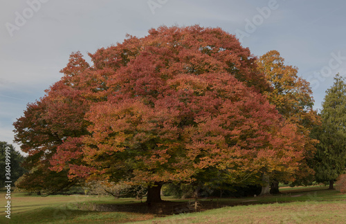 Japanese Keaki Tree (Zelkova serrata) with Autumnal Coloured Leaves Growing in an Arboretum in Parkland in Somerset, England, UK