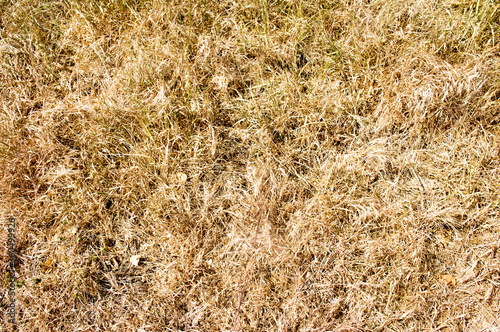 Natural withered dry grass pattern background