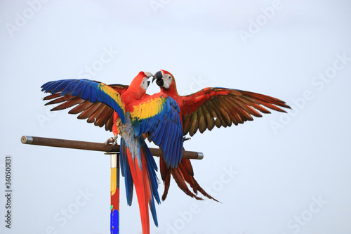 Two macaws parrot on the perch are arguing.