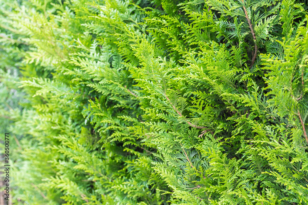 Hedge close up. Beautiful natural background. Perfect for backdrop. Colorful Hedge close up. Beautiful natural background. Perfect for backdrop. Colorful