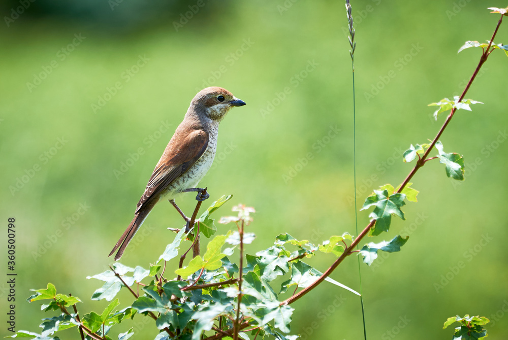 Red-backed shrike (Lanius collurio) female sitting on a branch Red-backed shrike (Lanius collurio) female sitting on a branch
