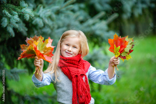 A small  blond  blue-eyed girl in a red knitted scarf with bouquets of autumn leaves in both hands. Looks at the camera  smiles