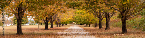 Autumn Tree-lined Country Road of Orange Maple Tree Foliage Panorama