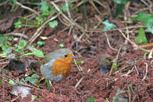 Robin standing on the earth	