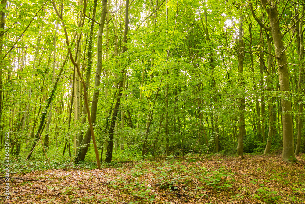 Beautiful wild forest during the spring season on a sunny day. Green foliage. Luxurious peaceful nature & sunlight. Gorgeous preserved landscape. Normandy, France. Beautiful wild forest during the spring season on a sunny day. Green foliage. Luxurious peaceful nature & sunlight. Gorgeous preserved landscape. Normandy, France.