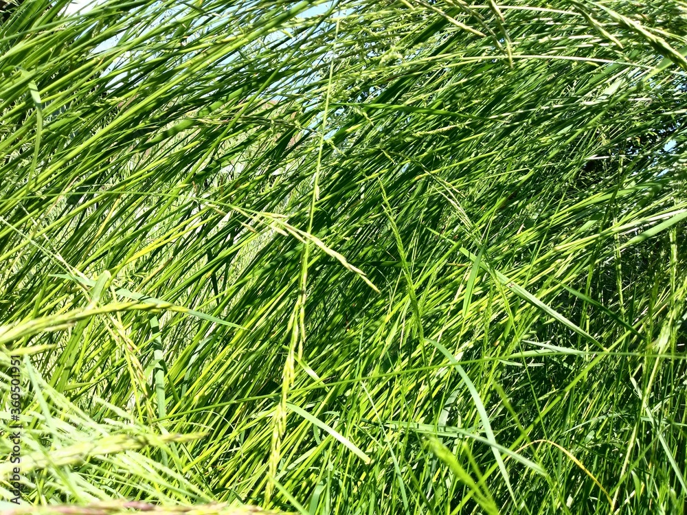 Green sunny grass plant background Green sunny grass plant background