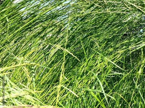 Green sunny grass plant background