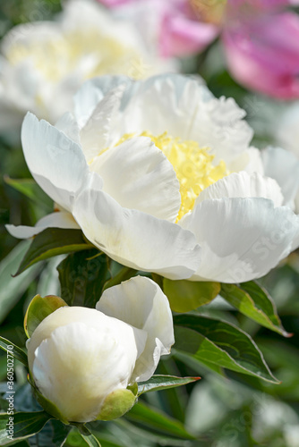 white peony frowers in garden