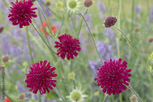 Wunderschöne Blumen