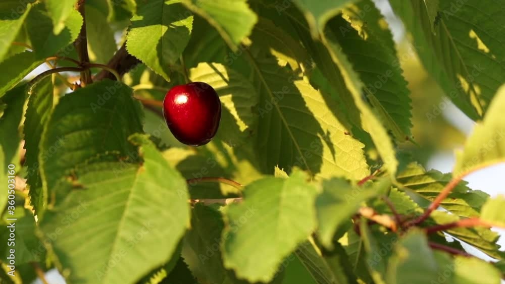 Red ripe sweet cherry on a tree branch. High quality FullHD footage Red ripe sweet cherry on a tree branch. High quality FullHD footage