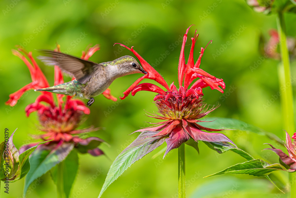 Obraz premium Hummingbird hovering over red bee balm flowers in garden
