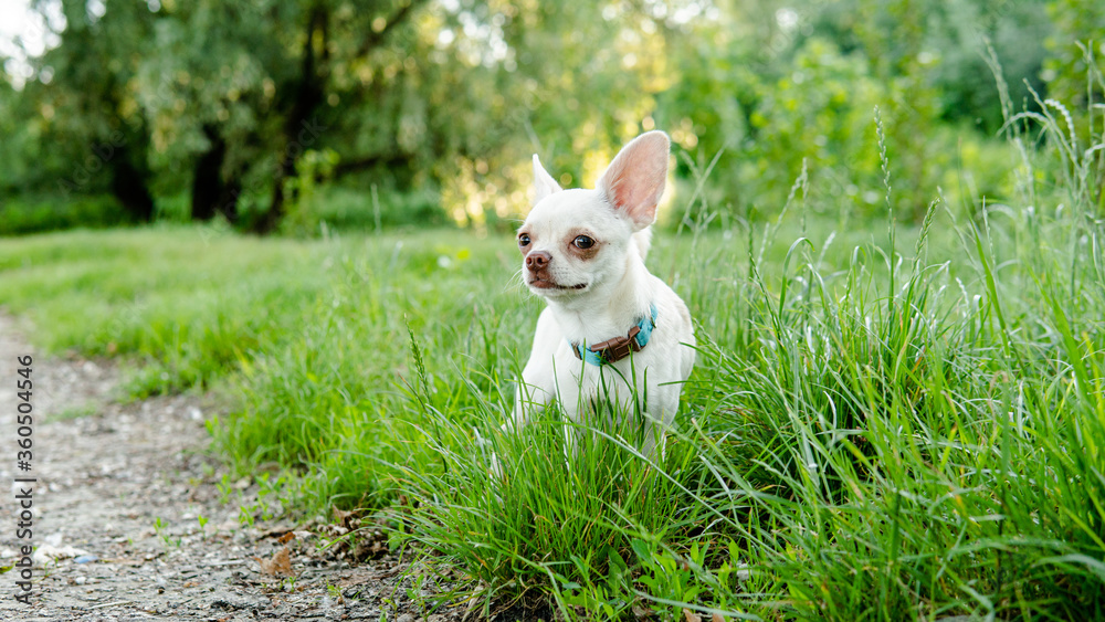 .Chihuahua dog puppy of white color. Chihuahua dog breeding culture in the world