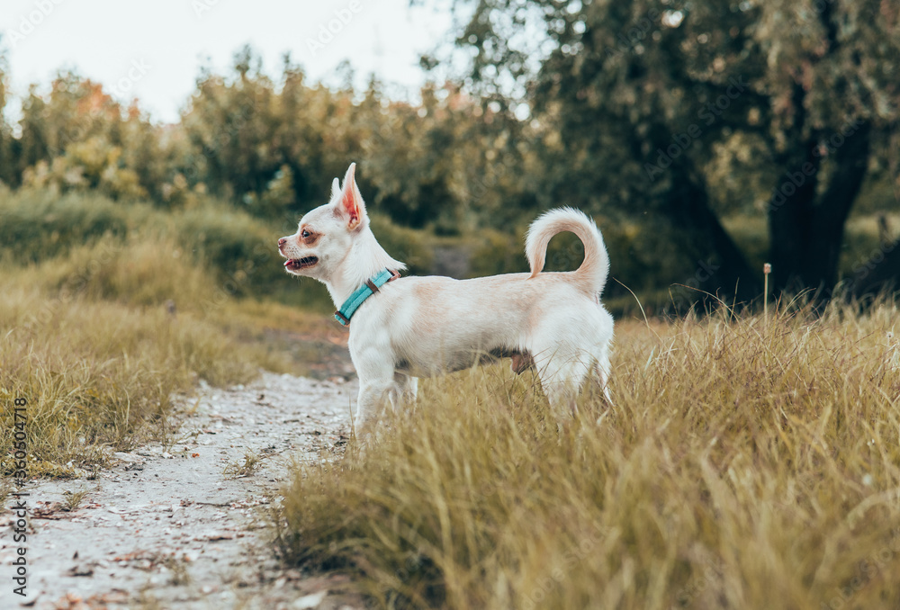 white puppy chihuahua dog walking on a green meadow white puppy chihuahua dog walking on a green meadow