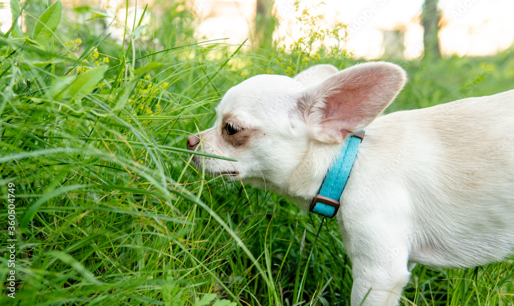 Chihuahua dog puppy of white color. Walking and caring for domestic dogs Chihuahua dog puppy of white color. Walking and caring for domestic dogs