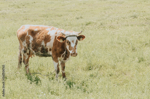 cow in field