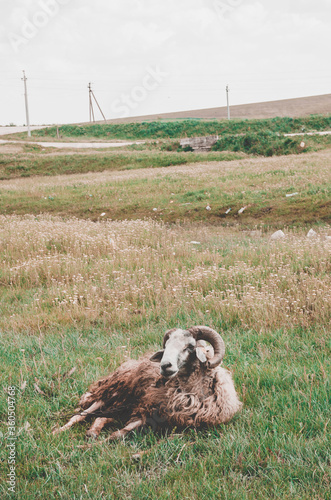 goat graze in the field