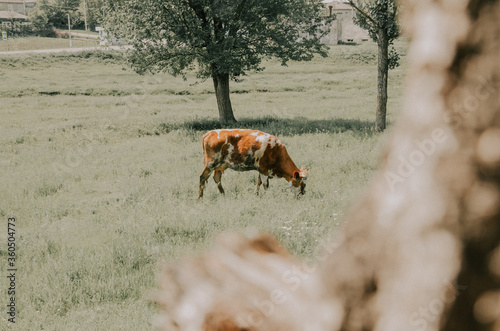 cow in field
