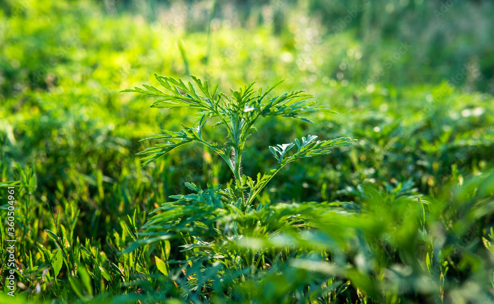 Ragweed - allergy causing grass. Ragweed Allergies in dogs, symptoms & treatment