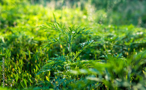 Ragweed - allergy causing grass. Ragweed Allergies in dogs, symptoms & treatment